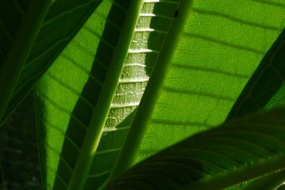 Full frame shot of leaf