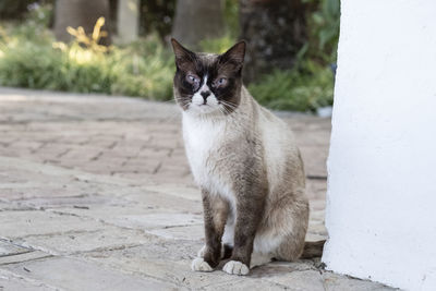 Portrait of cat sitting on footpath