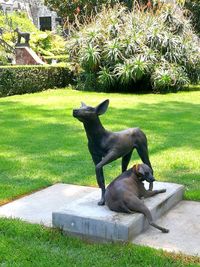 View of a dog on field in park