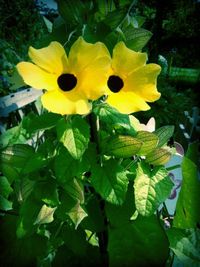 Close-up of yellow flower