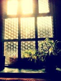 Plants seen through window