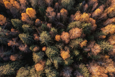 Full frame shot of plants