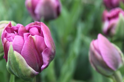 Close-up of pink tulips