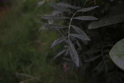 Close-up of plant during winter