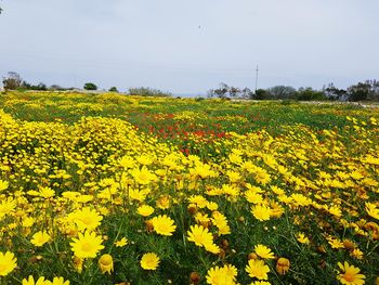 Close-up of oilseed rape field against sky