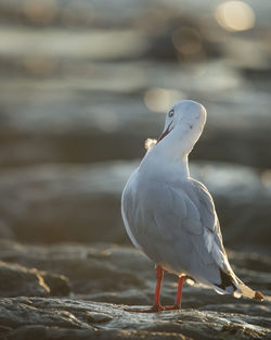 Close-up of seagull perching on a sea