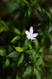 Close-up of purple flowering plant