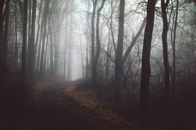 Trees in forest