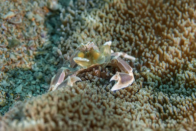 Close-up of coral in sea