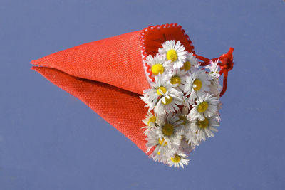 Close-up of cherry blossom against blue background