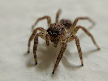 Close-up of spider on table