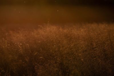 Scenic view of field at night