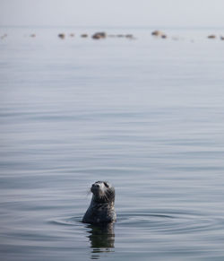 Baltic grey seal in water. estonia.