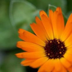 Close-up of yellow flower