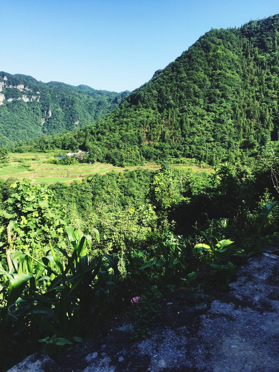 SCENIC VIEW OF FARM AGAINST CLEAR SKY