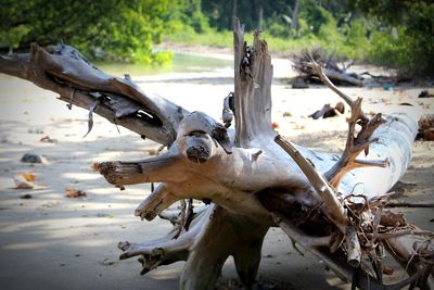 View of giraffe on beach