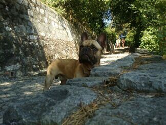 Rear view of a dog