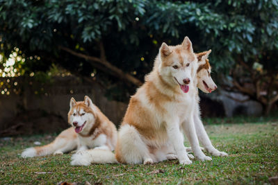 Portrait of siberian husky.brown siberian husky on nature in the autumn park on a background.