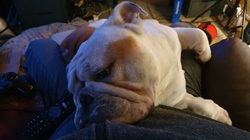 Close-up of dog resting at home