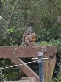 Squirrel on tree