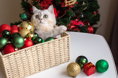 A cute white cat lies in a wicker basket near a christmas tree, in multi-colored christmas balls