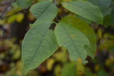 Close-up of leaf