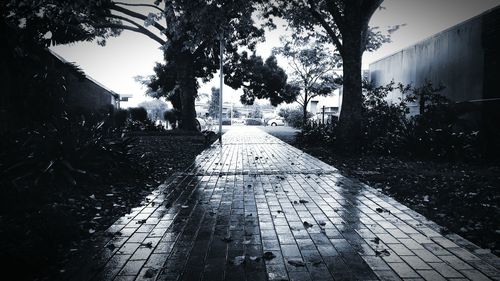 Narrow walkway along trees