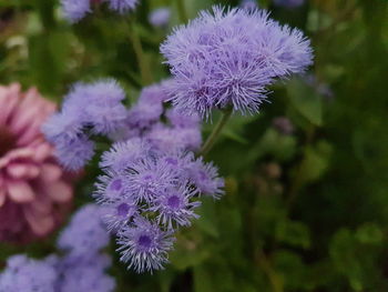 Close-up of purple flowering plant