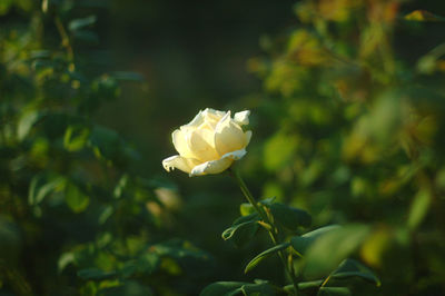 Close-up of rose plant
