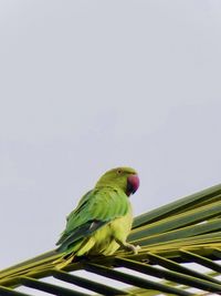 Low angle view of parrot perching on leaf against sky