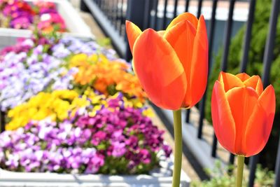 Close-up of orange tulips