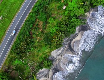 Close-up high angle view of tree