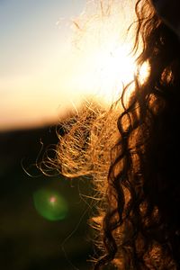 Close-up of plant against sky during sunset