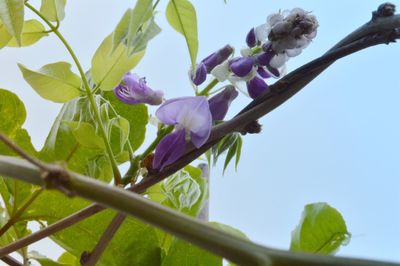 Low angle view of fresh purple flower tree against sky