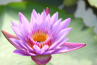 Close-up of pink water lily