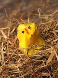 Close-up of artificial bird in nest