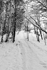 Bare trees on snow covered field