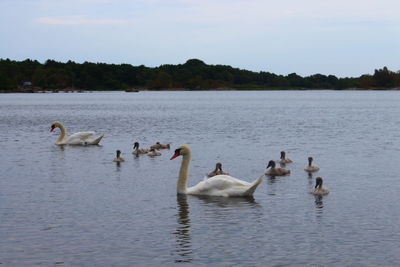 Swans swimming in lake