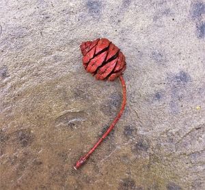 High angle view of red leaf on rock