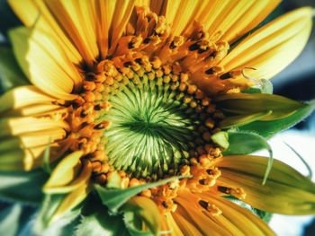 Close-up of yellow flower