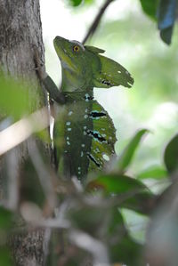 Close-up of lizard on tree