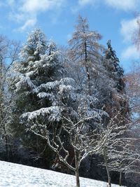 Low angle view of bare trees against sky in winter