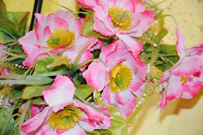 Close-up of pink flowers