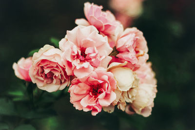Close-up of pink flowers