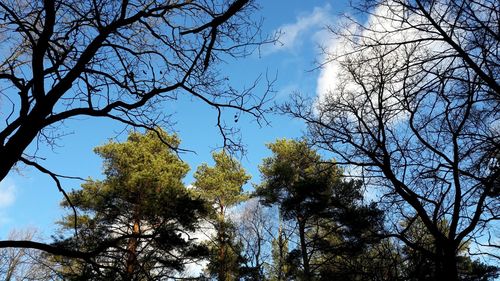 Low angle view of trees against sky