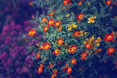 Beautiful fairy dreamy magic yellow red marigold marietta flowers on faded blurry background. 