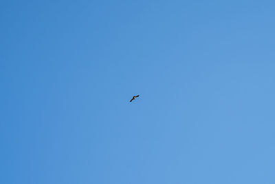 Low angle view of bird flying in sky