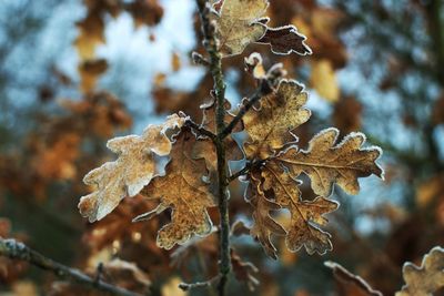 Close-up of dry plant during winter