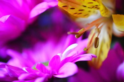 Macro shot of pink flower