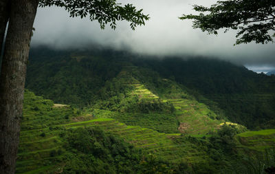 Scenic view of landscape against sky during foggy weather